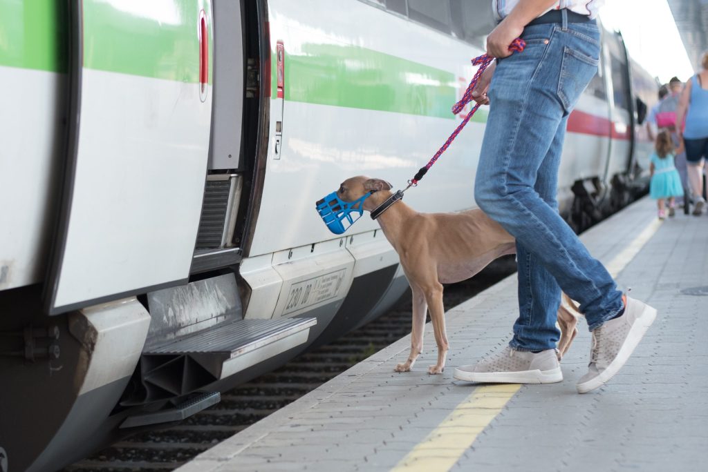 Hund in Bahn mit Maulkorb