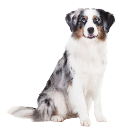 Australian Shepherd