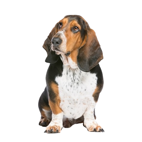 Basset Hound