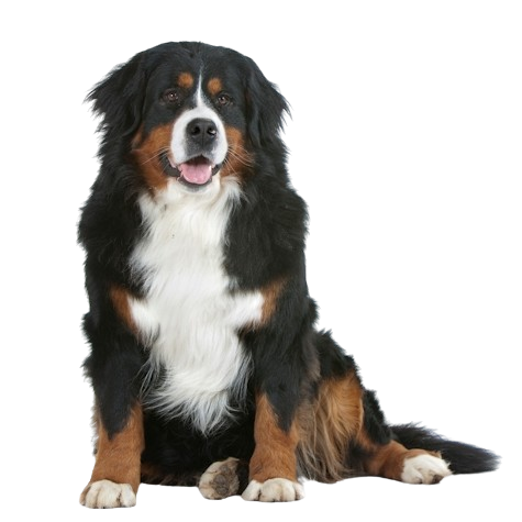 Berner Sennenhund