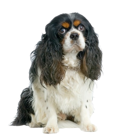 Cavalier King Charles Spaniel