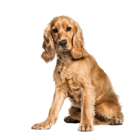 Cocker Spaniel