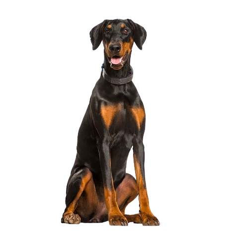 Dobermann