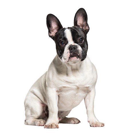 Französische Bulldogge