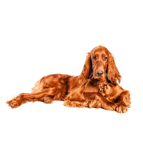 Irish Setter