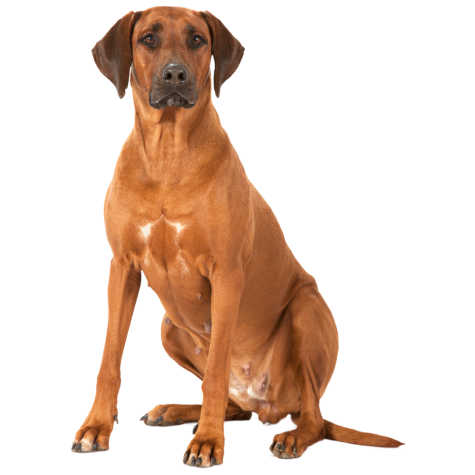 Rhodesian Ridgeback