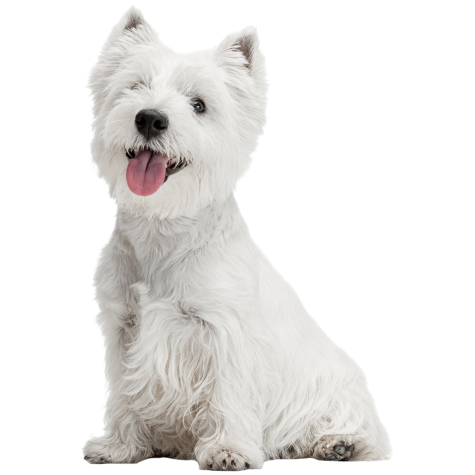 West Highland White Terrier