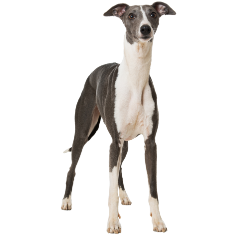 Whippet